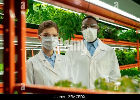 Portrait of confident young multi-ethnic greenhouse workers in masks and white coats standing against shelf with various sorts of lettuce Stock Photo