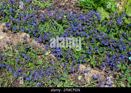 Pulmonaria 'Blue Ensign' a spring flowering plant found in the spring flower season which is commonly known  as lungwort, stock photo image Stock Photo