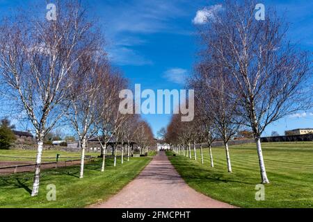 Line of Himalayan Birch trees (Betula utilisat) along a pathway at the National Botanic Garden of Wales which is a popular travel destination tourist Stock Photo