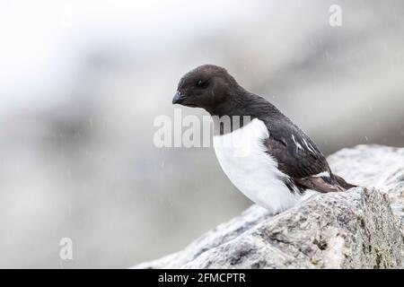 little auk or dovekie, Alle alle, single adult standing on cliff at breeding colony, Fulgelsongen, Svalbard, Spitsbergen, Norway Stock Photo