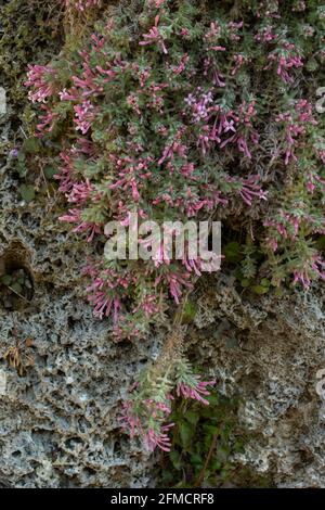 Asperula Arcadiensis (Asperula arcadiensis, Arcadian woodruff), plant with flowers in spring Stock Photo