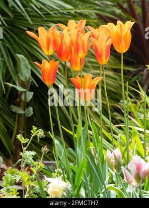 Orange flowers of the spring blooming lily flowered tulip, Tulipa 'Ballerina Stock Photo