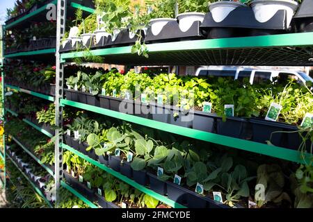 Potted vegetables and herbs seedlings placed on shelves for sale in a garden center Stock Photo