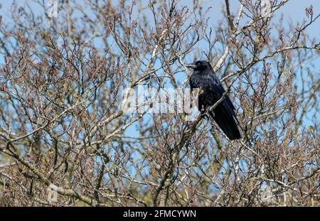 A carrion crow perched in a tree, Chipping, Preston, Lancashire, UK Stock Photo