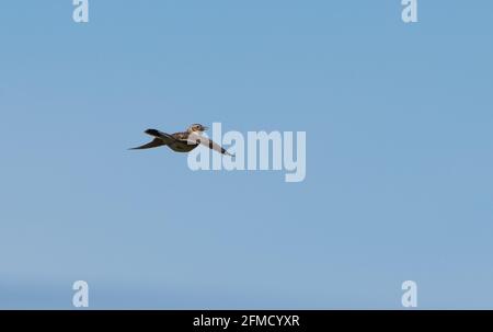 A Skylark flying, Chipping, Preston, Lancashire, UK Stock Photo