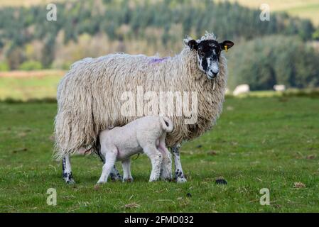 A Mule ewe and lamb feeding, Chipping, Preston, Lancashire, UK Stock Photo