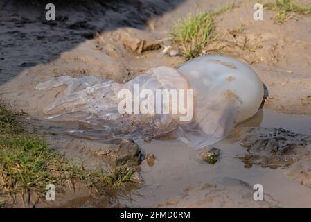 A Barrel jellyfish washed up on the shore, Arnside, Cumbria.
