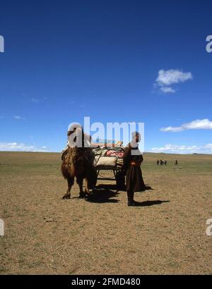 Mongolian nomads on the move in the steppe Stock Photo - Alamy