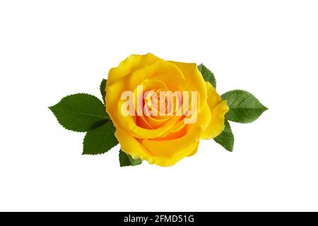 Beautiful yellow rose with leaves isolated on white background Stock Photo