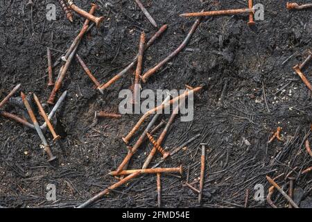 Rusting nails and screws left behind after bonfire to burn old wooden planks, pallets, boxes etc. For something gone, past industry, metal abstract. Stock Photo