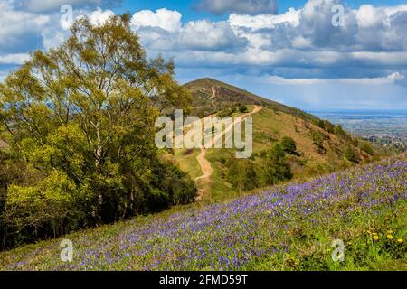 Bluebells growing on Jubilee Hill in the Malverns with the Worcestershire Beacon in the background, Worcestershire, England Stock Photo