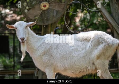 White Saanen goat (Capra aegagrus hircus) in the Children's petting zoo area at Zoo Atlanta in Atlanta Georgia. (USA) Stock Photo