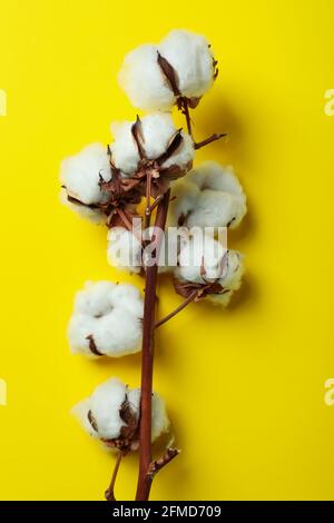 Cotton plant branch on yellow background, close up Stock Photo