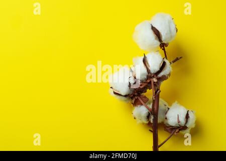 Cotton plant branch on yellow background, space for text Stock Photo