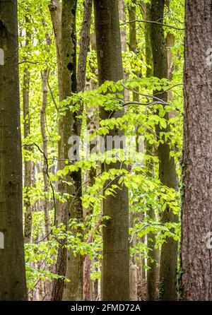 Freshly emerged beech leaves in an English wood Stock Photo