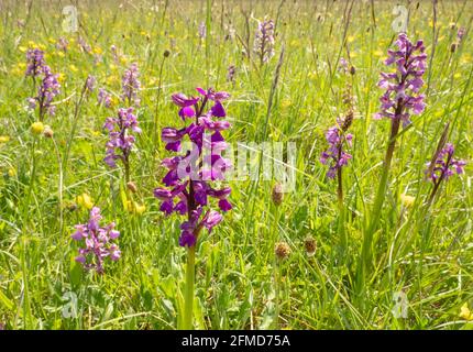 Green-winged orchid Orchis morio colony in a wildflower meadow at Ashton Court near Bristol UK Stock Photo