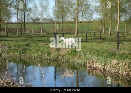 Whetmead Nature Reserve, Witham, Essex Stock Photo