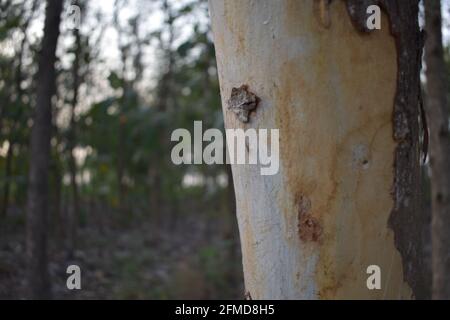Closeup View of tree bark texture and background. nature concept Stock Photo
