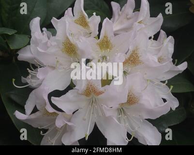 White rhododendron blossoms in the sunlight Stock Photo