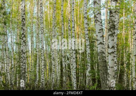Trunks of birches in the forest in spring Stock Photo