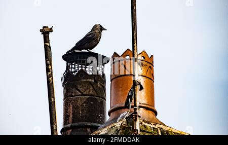 A jackdaw on a chimney, Chipping, Preston, Lancashire, UK Stock Photo