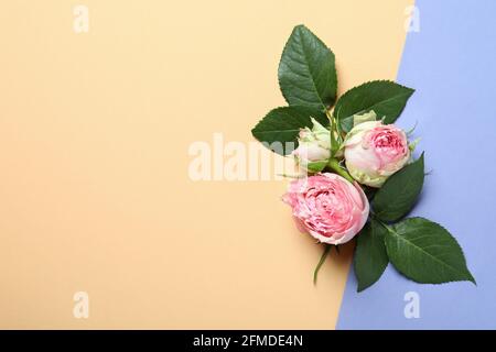 Roses with leaves on two tone background Stock Photo