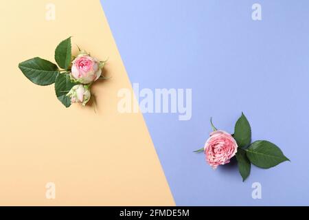 Roses with leaves on two tone background Stock Photo