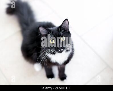 A fluffy black and white Tuxedo cat with large yellow eyes looking up at the camera Stock Photo