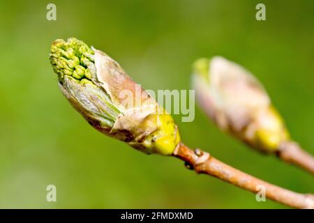 Sycamore (acer pseudoplatanus), close up of the new leaves breaking out of the leaf bud along with the flower buds. Stock Photo