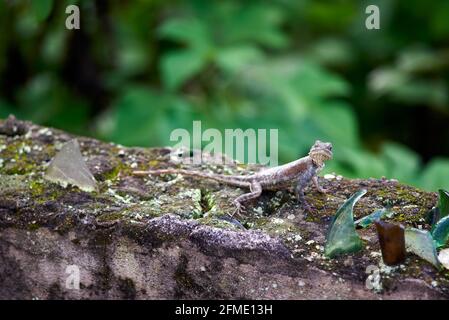 Young Agama showing his face on a wall Stock Photo