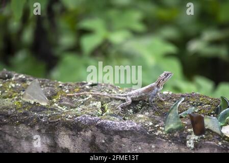 Small young Agama sitting on a wall with glass shards Stock Photo