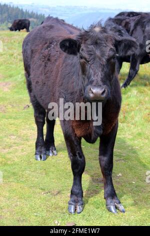 Welsh Black Cow herd on Twmbarlwm mountain in Upper Cwmbran, South Wales, UK Stock Photo