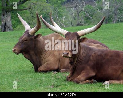 Ankole cattle herd, Bos taurus africanus, resting in a meadow Stock Photo