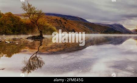 The Lone Tree Llanberis North Wales Stock Photo