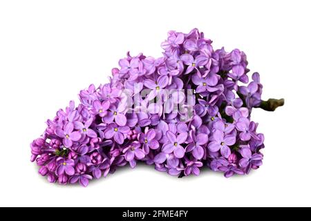 Lilac flower isolated on white background Stock Photo