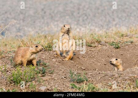 Black-tailed prairie dog, Cynomys ludovicianus, Greycliff Prairie Dog Town State Park, Greycliff, Montana, USA Stock Photo