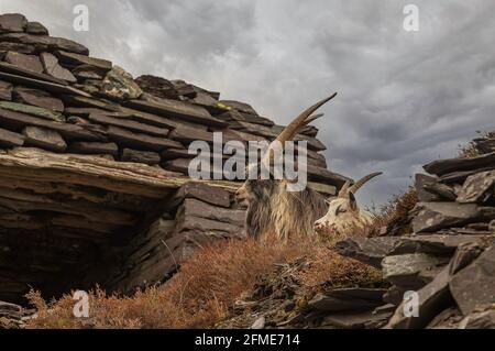 Feral Welsh Mountain goats in the Disused Dinorwic Slate Quarry, Snowdonia Stock Photo