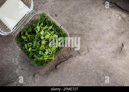 young fresh sprouts of peas in a container on a gray table. vegetarian food Stock Photo