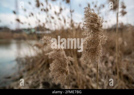 Dry reed outdoors on the background of a blurred lake in light pastel colors.  Stock Photo