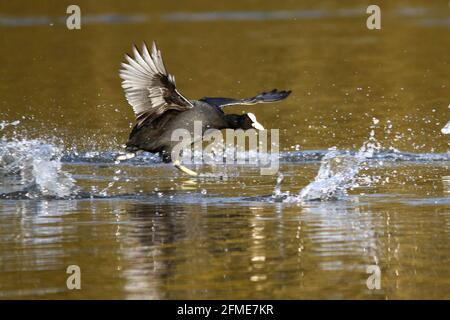 Eurasian Coot (F.Atra) Running Across Water Stock Photo