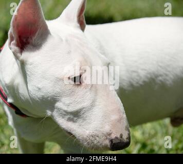 Miniature bull terrier playing on the grass in park Stock Photo