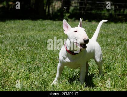Miniature bull terrier playing on the grass in park Stock Photo