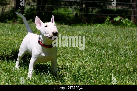 Close-up of miniature bull terrier outdoor on the grass Stock Photo