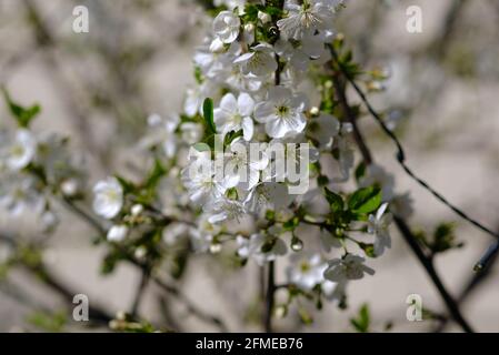 Gorgeous white cherry blossom on a dwarf cherry (Prunus cerasus) in a Glebe garden in Ottawa, Ontario, Canada. Stock Photo