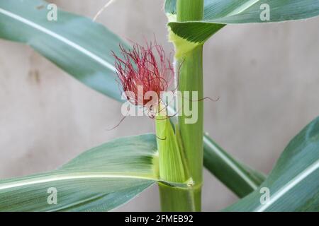 Baby Corn and leaves in farm,Baby Corn fruit on its tree Stock Photo