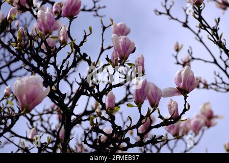 Beautiful pink and white bloom of a Chinese magnolia (Magnolia × soulangeana) just opening in a Glebe garden in Ottawa, Ontario, Canada. Stock Photo