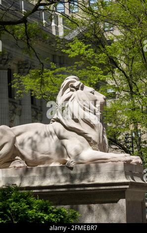 Lion Statue, New York Public Library, Main Branch, NYC Stock Photo