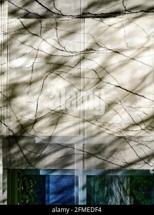 detail of geometry of wall with organic lines from vine Stock Photo