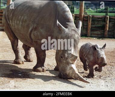 'Sula' at the Marwell Zoological Park near Winchester, Hants. It's the first time a white rhino has been born in captivity in Britain to captive-bred parents. Picture: mike walker 1999 Stock Photo