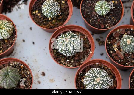 Top view of small brown pots with small seedlings of special cactus varieties inside Stock Photo
